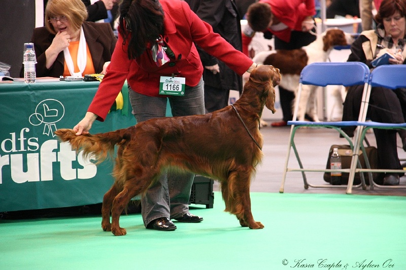 Crufts2011 330.jpg